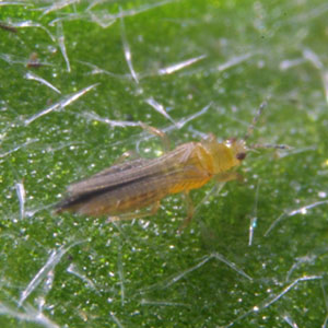 http:files.harrells.com/www/20190625 Thrips_Adult_bp.jpg